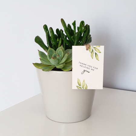 Terarii in vas de ceramica - Aranjament in vas de ceramica cu plante suculente