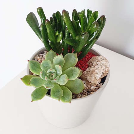 Aranjament in vas de ceramica cu plante suculente [3]