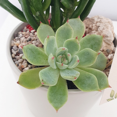 Aranjament in vas de ceramica cu plante suculente [2]