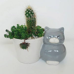 Terarii in vas de ceramica - Terariu în vas de ceramică cu cactus și plante suculente "Pisică"