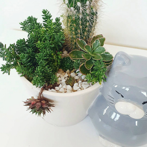 Terariu în vas de ceramică cu cactus și plante suculente "Pisică" [1]