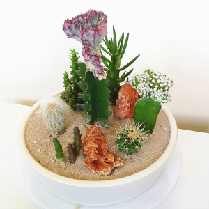 Terariu în vas de ceramică decorativ cu cactuși DecoTerrarium [1]