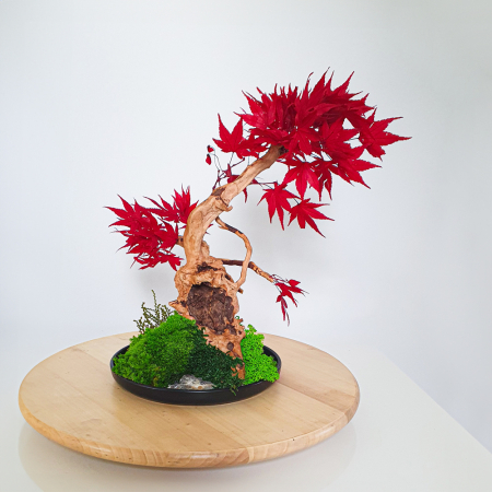 Aranjamente plante stabilizate - Bonsai artar japonez rosu stabilizat , in vas de ceramica