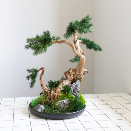 Aranjamente plante stabilizate - Bonsai artar japonez verde stabilizat , in vas de ceramica