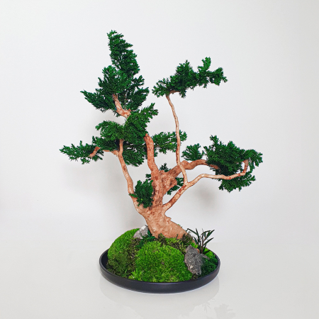 Bonsai ienupar verde stabilizat , in vas de ceramica 35 cm [1]