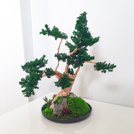 Aranjamente plante stabilizate - Bonsai ienupar verde stabilizat , in vas de ceramica 35 cm