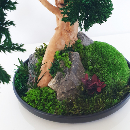 Bonsai ienupar verde stabilizat , in vas de ceramica 35 cm [2]