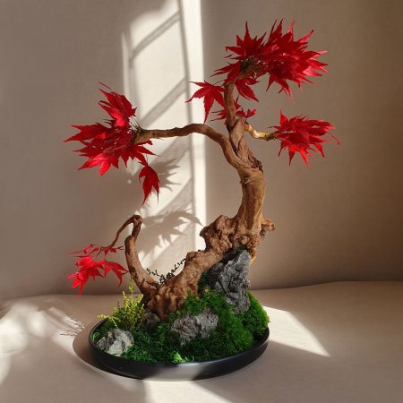 Bonsai artar japonez rosu stabilizat , in vas de ceramica [2]