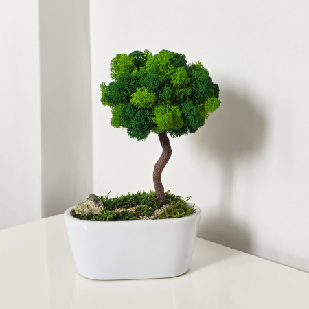 Aranjamente plante stabilizate - Copacel verde cu licheni, în vas ceramic- H25 cm