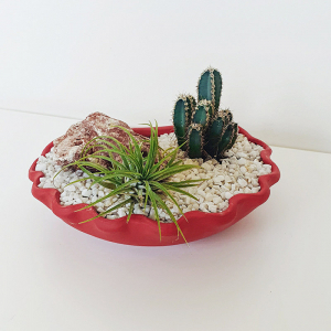 Terariu în vas de ceramică cu cactus și plantă aeriană "Scoică" DecoTerrarium [1]