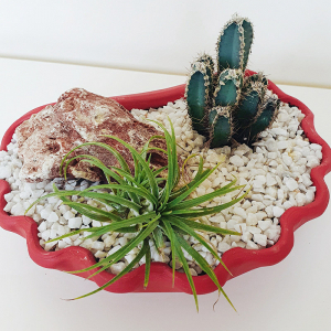 Terarii in vas de ceramica - Terariu în vas de ceramică cu cactus și plantă aeriană "Scoică" DecoTerrarium