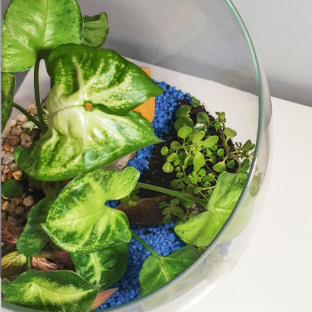 Terariu în vas de sticlă deschis "Colț de natură" DecoTerrarium [2]