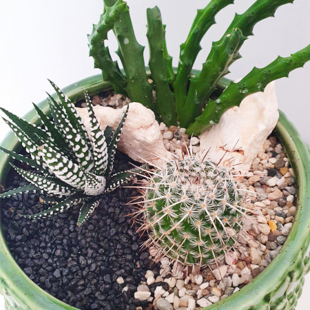 Terariu în vas de ceramică cu cactus și plantă suculentă DecoTerrarium [2]
