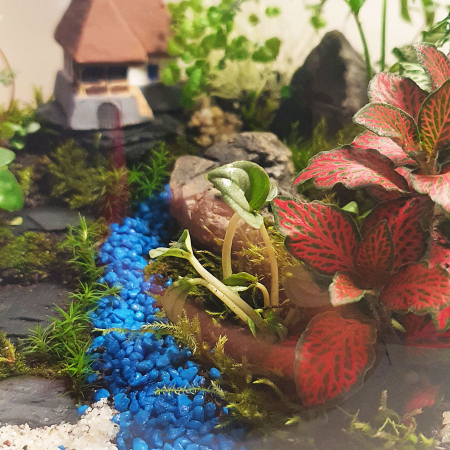 Terariu în vas de sticlă deschis mare "Refugiu în natură" DecoTerrarium [2]