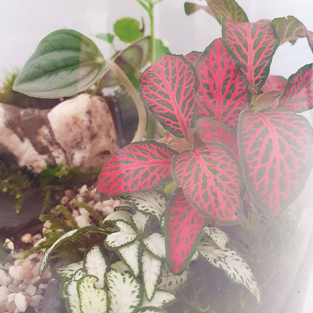 Terariu în vas de sticlă închis "Grădină" DecoTerrarium [1]