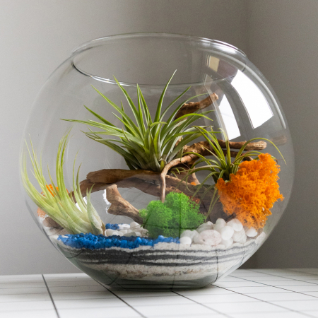 Terarii in vas de sticla - Terariu în vas de sticlă închis mare cu plante aeriene și licheni DecoTerrarium