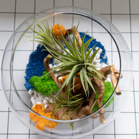 Terariu în vas de sticlă închis mare cu plante aeriene și licheni DecoTerrarium [1]