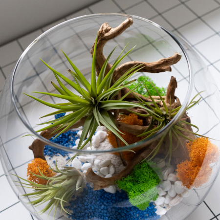 Terariu în vas de sticlă închis mare cu plante aeriene și licheni DecoTerrarium [2]
