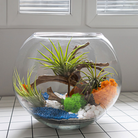 Terariu în vas de sticlă închis mare cu plante aeriene și licheni DecoTerrarium [3]