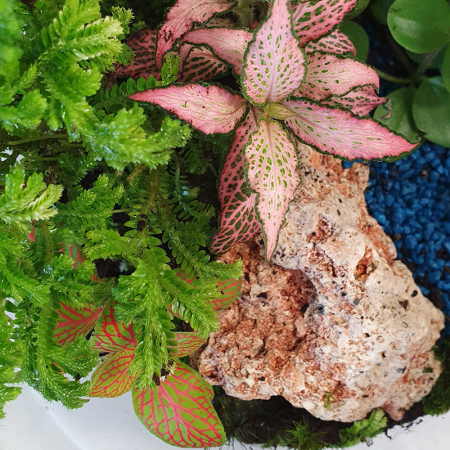 Terariu în vas de sticlă "Peisaj din natură" DecoTerrarium [1]