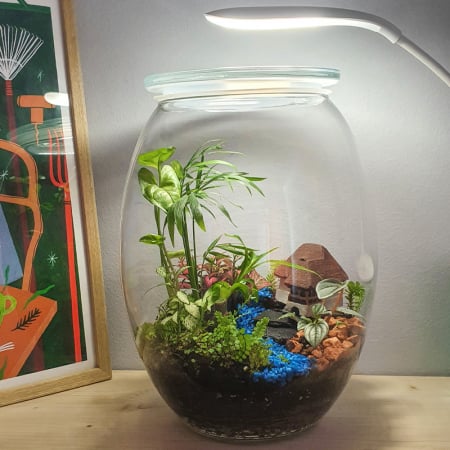 Terariu în vas de sticlă închis "Poveste din junglă" DecoTerrarium [0]