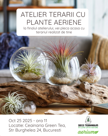 Atelier biofilic lunar - Workshop –Terariu deschis cu plante aeriene “Plajă exotică” - 25 octombrie 2025