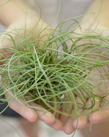 Workshop –Terariu deschis cu plante aeriene “Plajă exotică” - 25 octombrie 2025 [3]