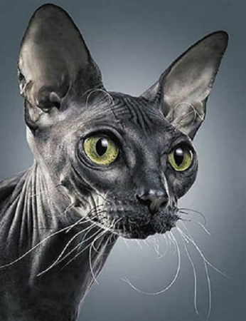 Set goblen cu diamante, cu sasiu, Sphynx, 50x65 cm [0]