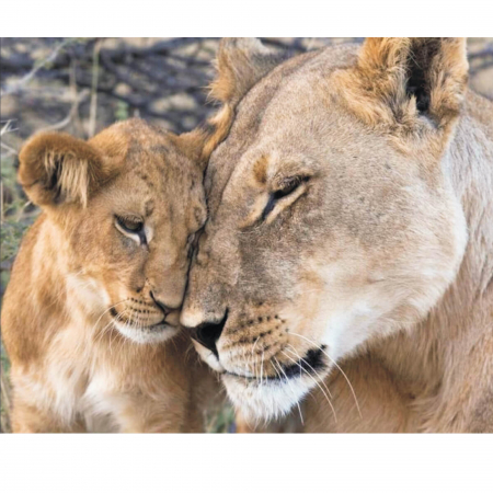 Set goblen cu diamante, cu sasiu, Dragoste de leoaica, 40x50 cm [0]