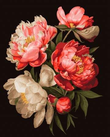 Picturi pe numere - Set pictura pe numere, cu sasiu, Bujori 1 - canvas negru, 40x50 cm