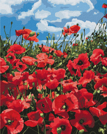 Set pictura pe numere, cu sasiu, Maci divini, 40x50 cm [0]