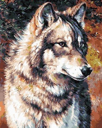 Set pictura pe numere, cu sasiu, Lup singuratic, 40x50 cm