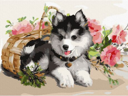 Picturi pe numere - Set pictura pe numere, cu sasiu, Pui de Husky, 30x40 cm