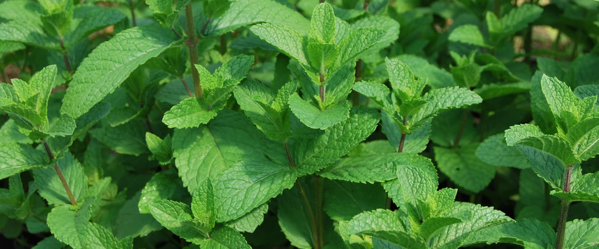 top menta