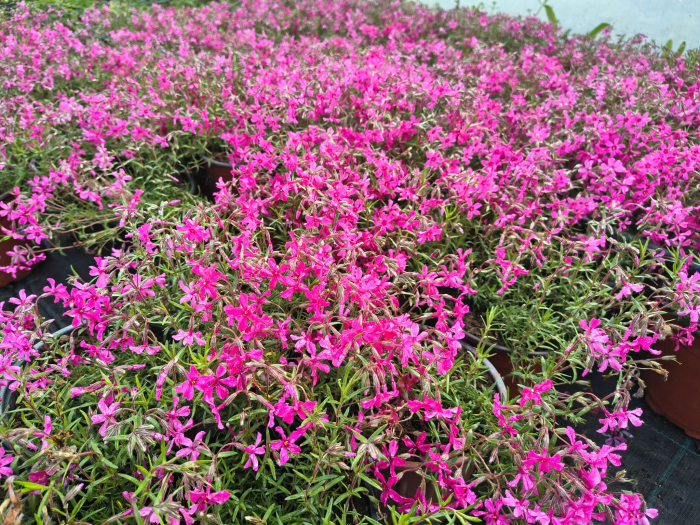 Brumarele in ghiveci - DeLaAndrei.ro [3]