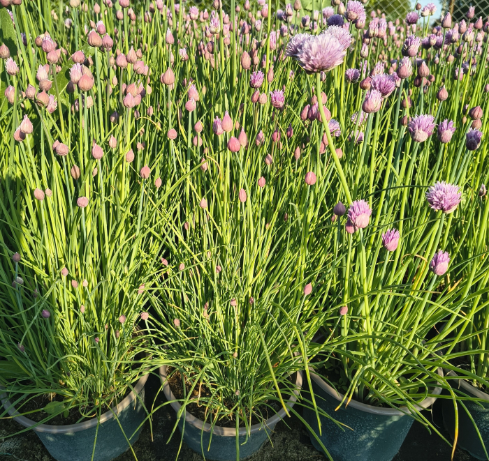 Chives (ceapa de tuns) in ghiveci [3]