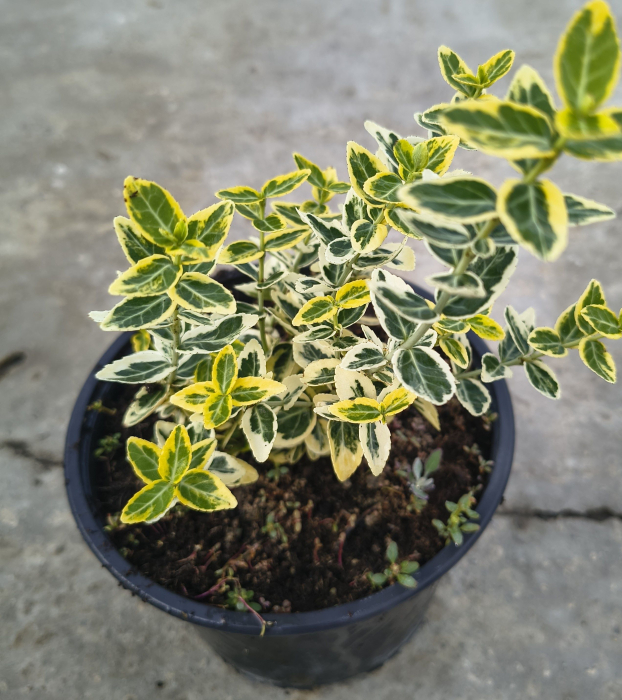 Euonymus  Emerald Gold in ghiveci [2]