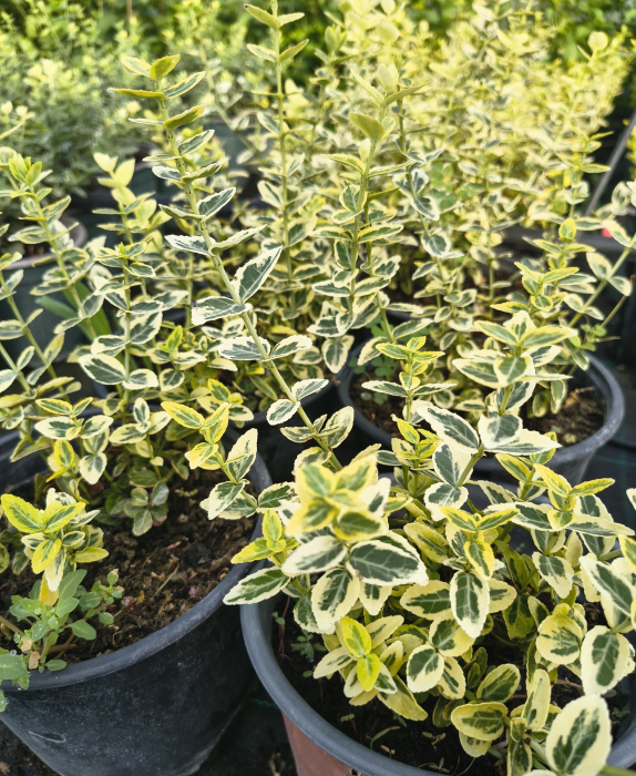 Euonymus  Emerald Gold in ghiveci [3]