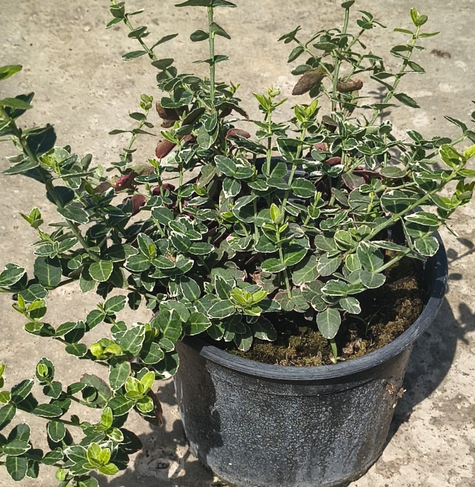 Euonymus Gaiety in ghiveci [2]