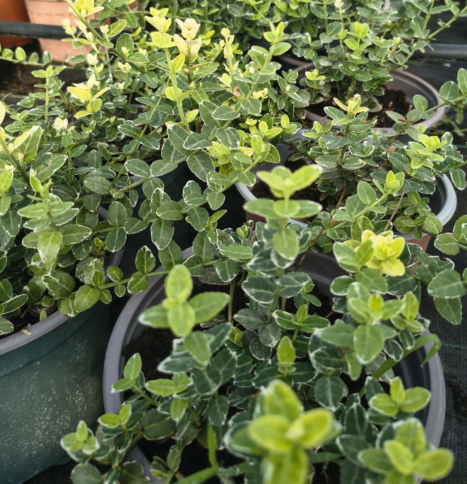 Euonymus Gaiety in ghiveci [3]