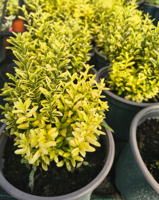 Euonymus Aureum in ghiveci [2]