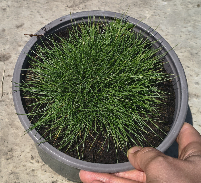 Festuca gautieri in ghiveci [2]