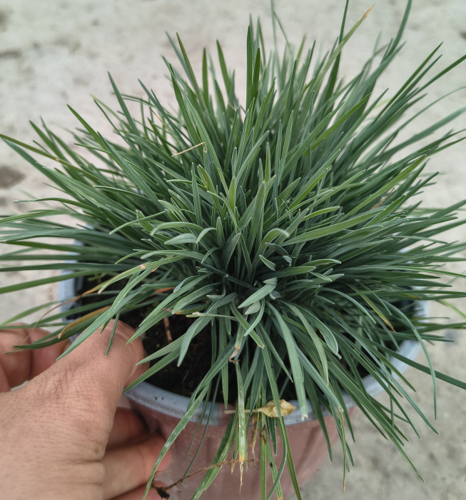 koeleria glauca in ghiveci [2]