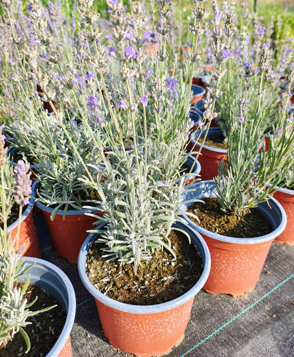 Lavanda augustifolia (english) in ghiveci [2]