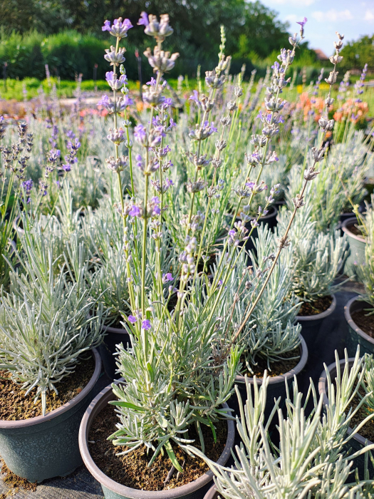 Lavanda augustifolia (english) in ghiveci [4]