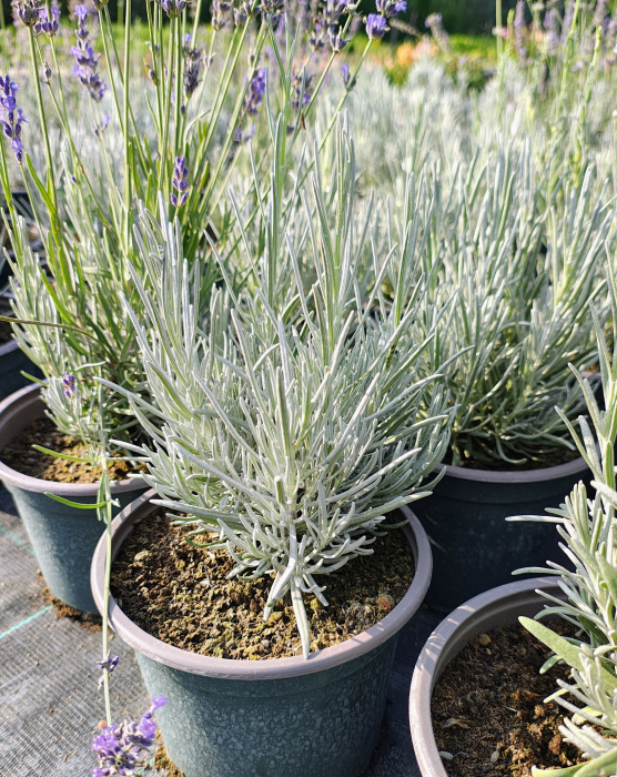 Lavanda augustifolia (english) in ghiveci [3]