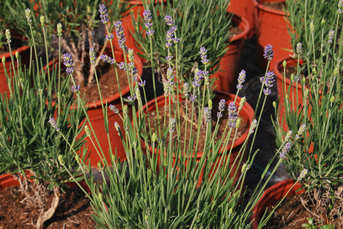 Lavanda Sevtopolis in ghiveci [4]