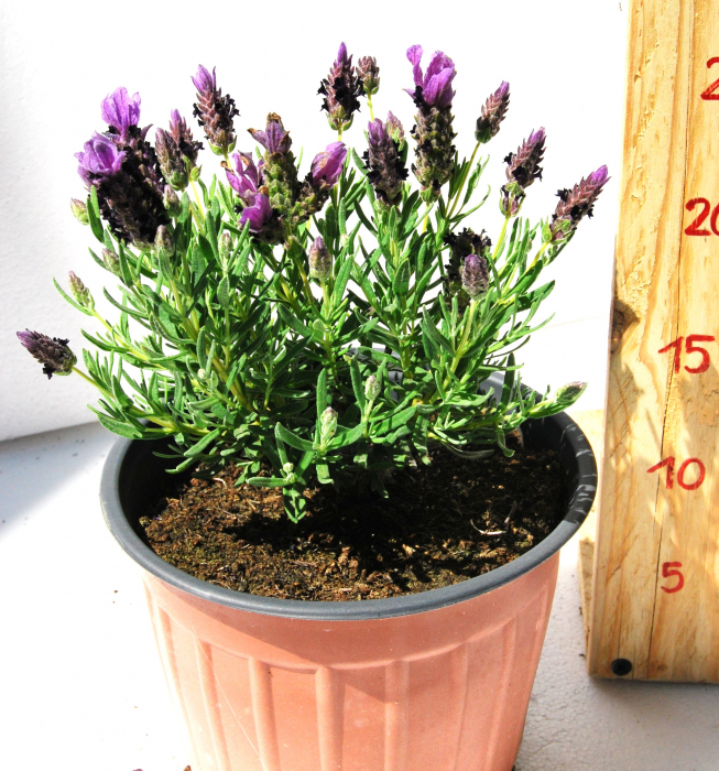 Lavanda Stoechas mov in ghiveci [2]