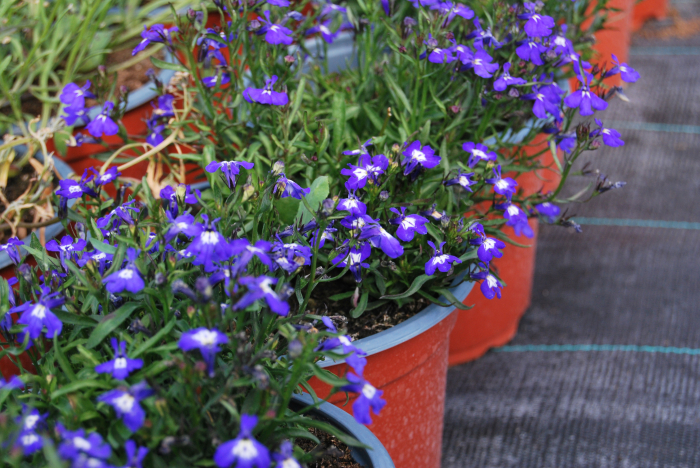 Lobelia curgatoare in ghiveci [3]