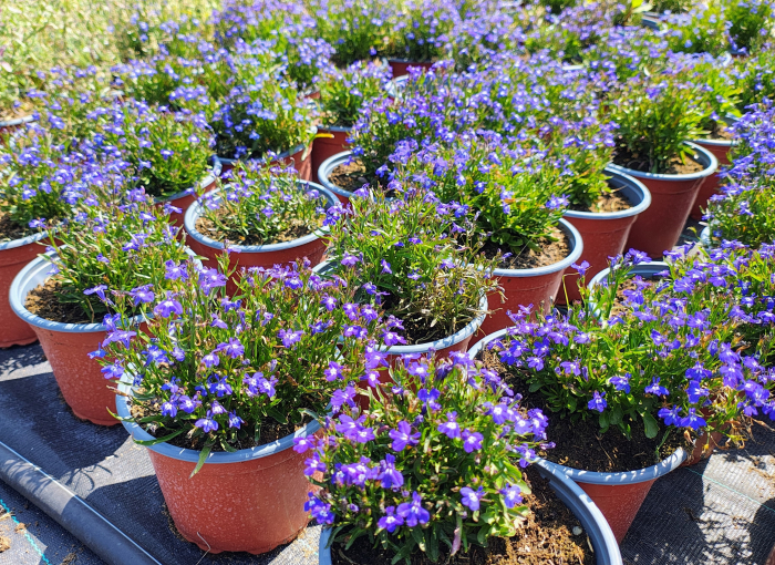 Lobelia curgatoare in ghiveci [1]